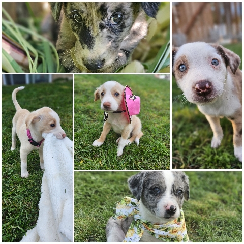 Border Collie – Puppy