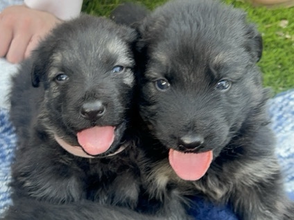 German Shepherd - German Shepherd Puppies available for adoption in Phoenix