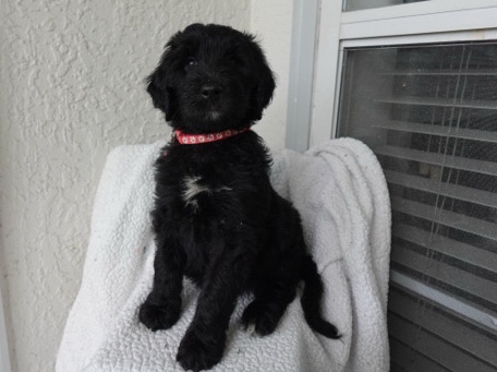 Doodle – girl doodle puppy – Atlanta
