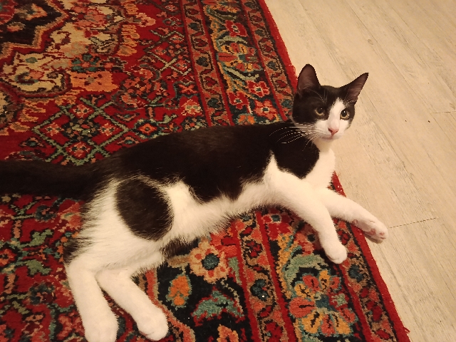 2 kater suchen ein zuhause – Neustadt an der Orla