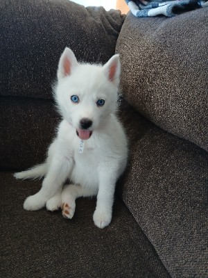 Siberian Husky – White husky female puppy – Reston