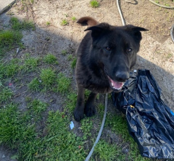 German Shepherd – Looking for a new home
