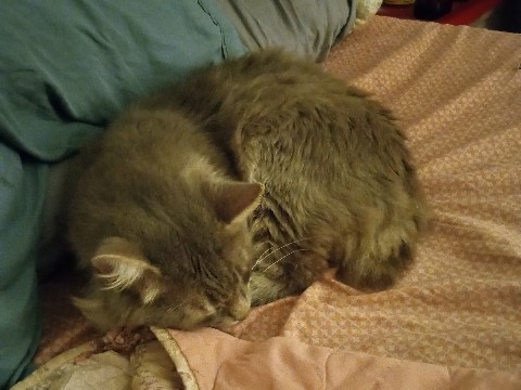 American Bobtail – American Bobtail