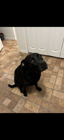 Labrador Retriever – Need Foster!!