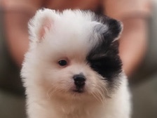 Pomeranian – Pomeranian male 2 months – Dubai