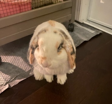 Holland Lop – Mini-Holland Lop Bunny
