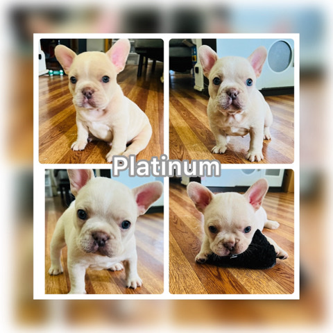 Akc french bulldog puppy
