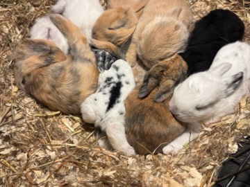 Mini Lop – Beautiful Mini Lop Bunnies – London
