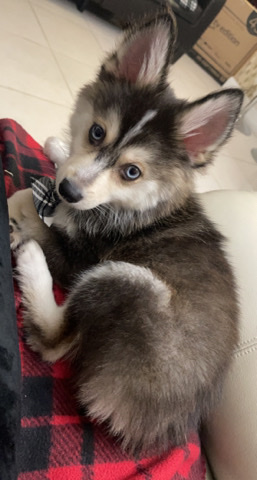 Siberian Husky – Pomsky