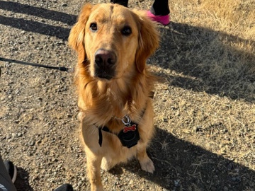 Golden Retriever – Maximus seeking a caring home – San Jose
