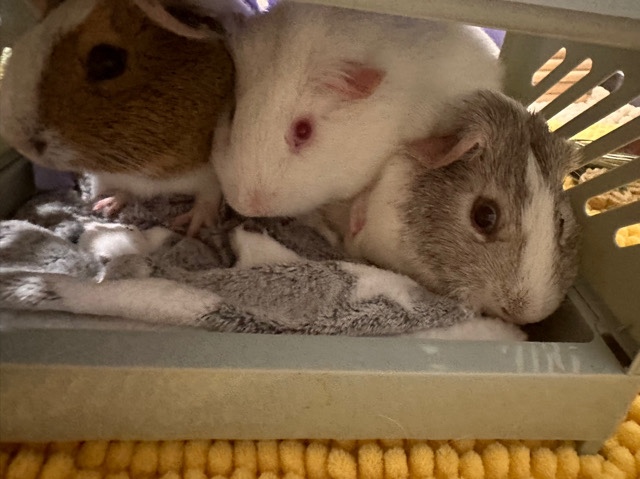guinea pig – Guinea Pigs