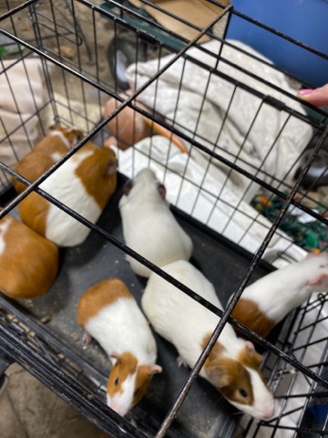 Any – Guinea pig