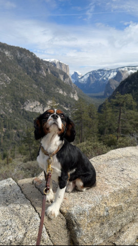 TriColor Cavalier 4yrs Male Oliver