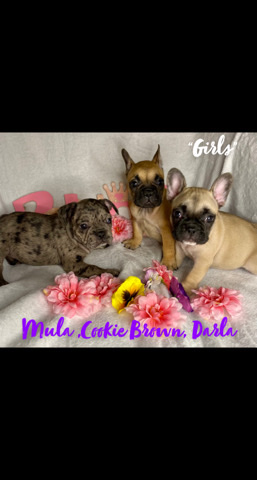 French Bulldog – French Bulldog