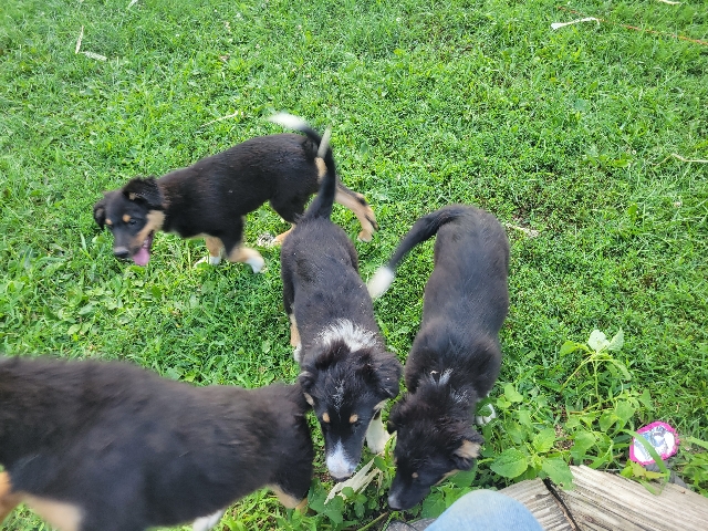 English Shepherd – Puppies for sale – South Wayne