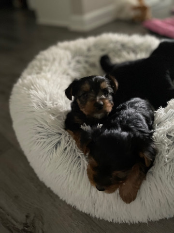 Yorkshire Terrier – Staci’s ⭐️Kennel🐶