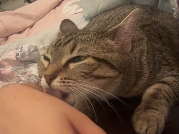 American Shorthair – Waffles/rehome – Manor