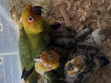 Sun Conure – Sun Conure – Grand Prairie