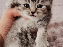 British Shorthair – Exklusive BKH Kitten mit Stammbaum – Germering