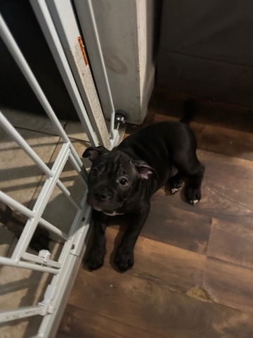 American Staffordshire Terrier – American Staffordshire terrier French bulldog