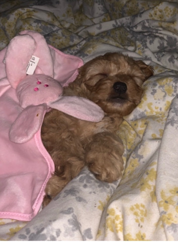 English Cocker Spaniel – stunning cockapoo for SALE