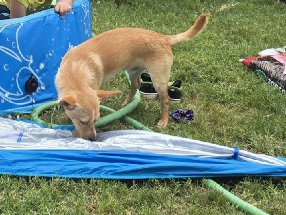 Mixed Breed – Loving & Energetic Chihuahua/Jack Russell Mix Looking for a New Home – San Antonio
