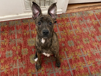 Mixed Breed – puppy – Jonesboro