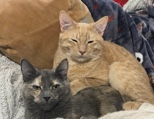 FREE kittens!