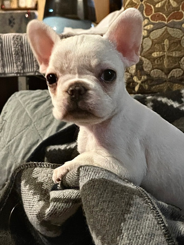 French Bulldog – frenchton puppies for sell