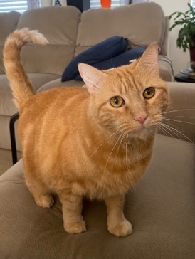 Bonded Sisters looking for new Home