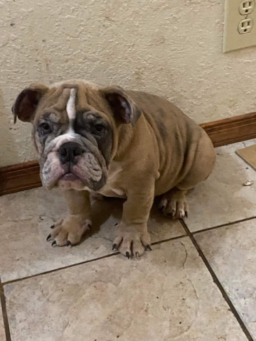 Olde English Bulldogge – English Bulldog Puppy