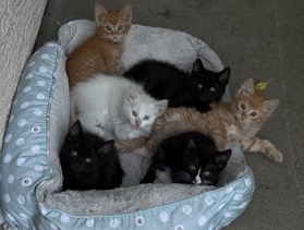 kittens – Antelope