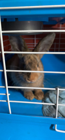 American – female rabbit