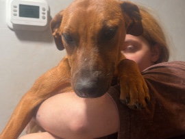 Labrador Retriever – beautiful pups need a new home – Strawberry Plains