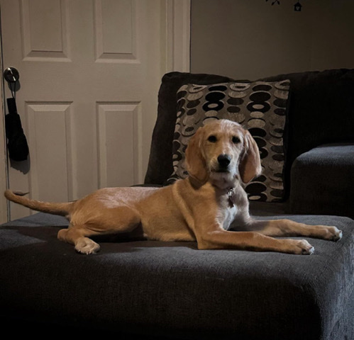 Redbone Coonhound – poodle/hound mix