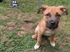 American Pit Bull Terrier – Sweet baby – Smithfield