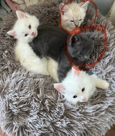 Ragdoll – selling my Ragdoll cats & kittens All healthy and active looking for a new home