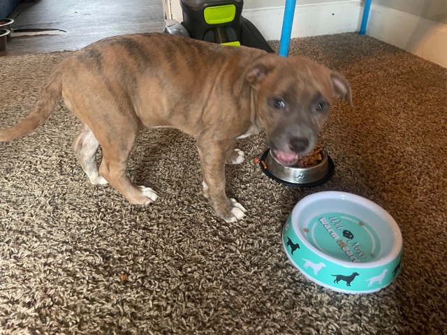 cane corso puppies with paperwork