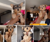 Yorkshire Terrier โ Yorkie puppies ready to go๐๐ถ