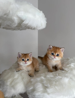 Brazilian Shorthair – Show quality Golden Blue British shorthair kittens ***-7509 – New York