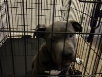 Cane Corso – Corso Pit mix puppy needs a yard!
