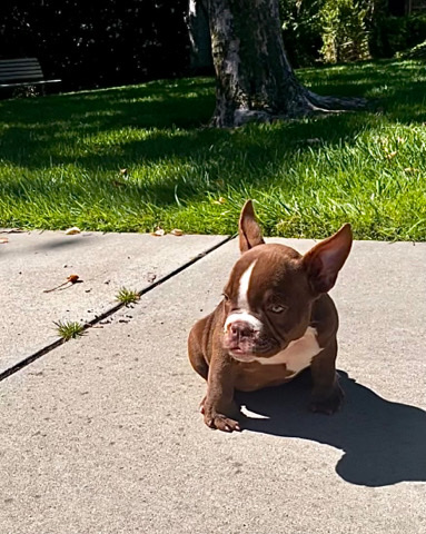 French Bulldog – Female Micro Bully