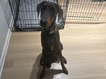 Doberman Pinscher – Female Doberman pinscher purebreed (Darcy) – Columbus