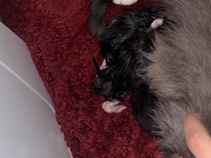 American Shorthair – kittens – Baltimore
