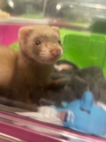 Any – female ferret 11 weeks