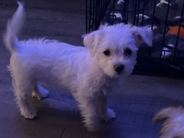Mal-Shi – Maltese + Shihtzu puppies – North Richland Hills