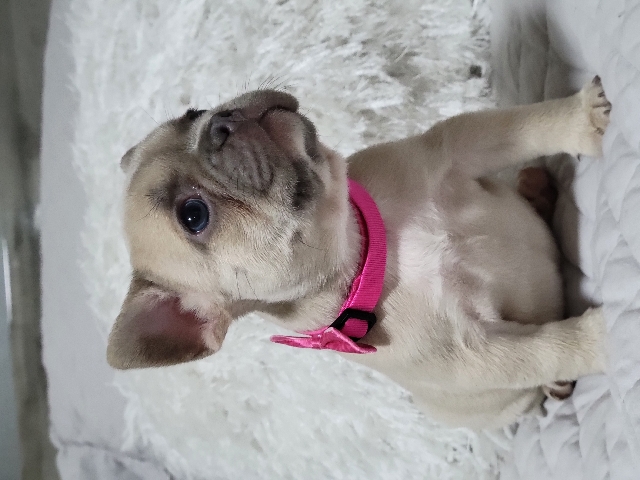 French Bulldog – french bulldog