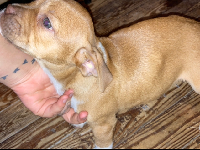 Boxer – Boxer puppies