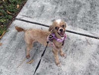 Poodle – Poodle Mix – Miami Gardens