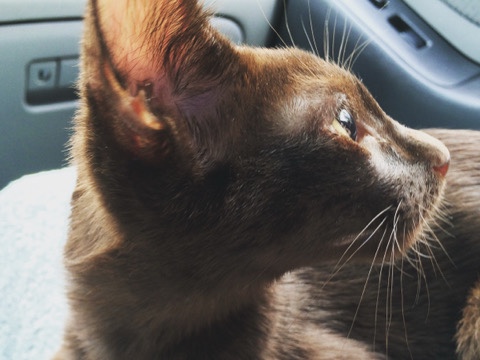 Image of Havana Brown